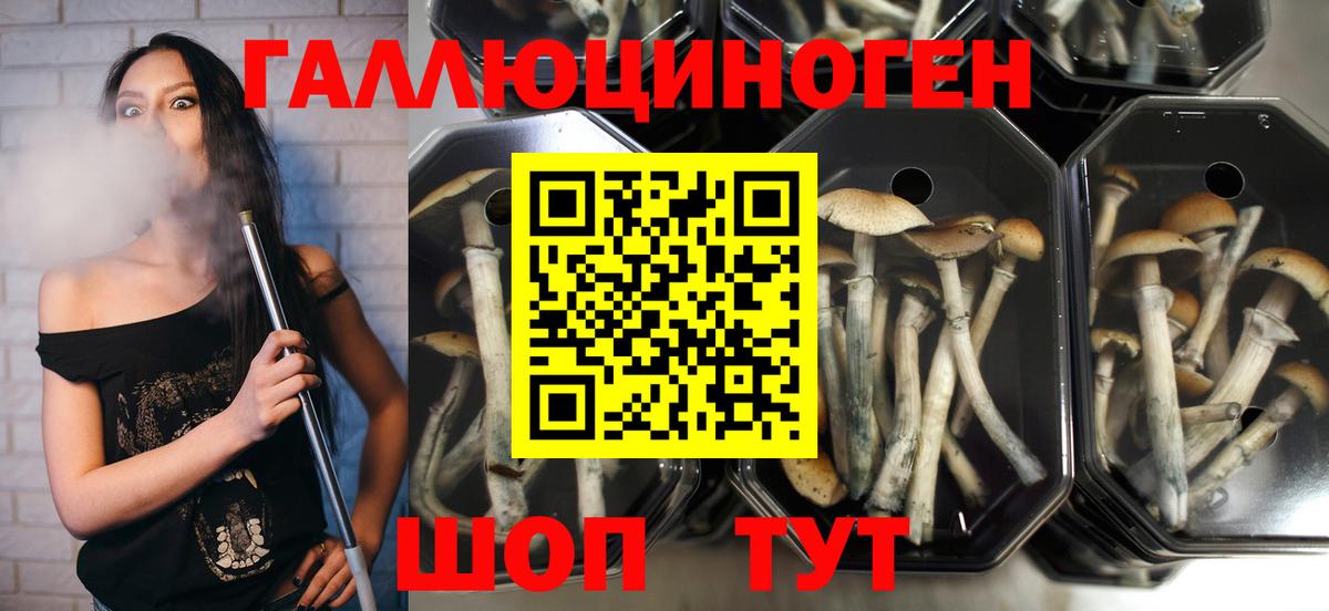 Галлюциногенные грибы Psilocybe Саров